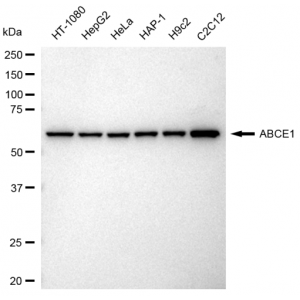 KD-Validated ABCE1 Rabbit mAb (20 μl)