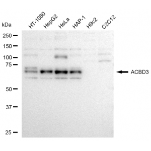 KD-Validated ACBD3 Rabbit mAb (20 μl)