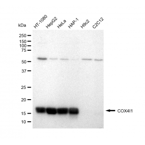 KD-Validated COX IV Rabbit mAb (20 μl)