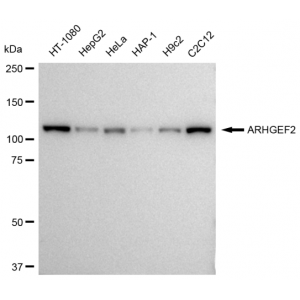 KD-Validated ARHGEF2 Rabbit mAb (20 μl)