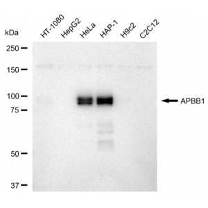 KD-Validated APBB1 Rabbit mAb (20 μl)