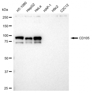 KD-Validated CD105 Rabbit mAb (20 μl)