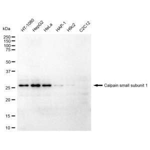 KD-Validated CAPNS1 Rabbit mAb (20 μl)