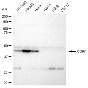 KD-Validated CD97 Rabbit mAb (20 μl)