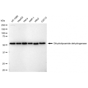 KD-Validated DLD Rabbit mAb (20 μl)