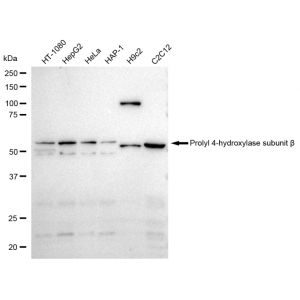 KD-Validated PDIA1 Rabbit mAb (20 μl)