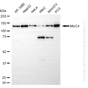 KD-Validated MUC4 Rabbit mAb (20 μl)