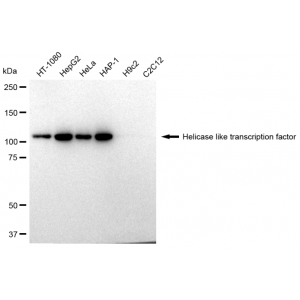 KD-Validated HLTF Rabbit mAb (20 μl)