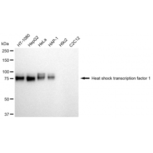 KD-Validated HSF1 Rabbit mAb (20 μl)