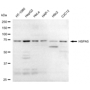 KD-Validated HSPA5 Rabbit mAb (20 μl)