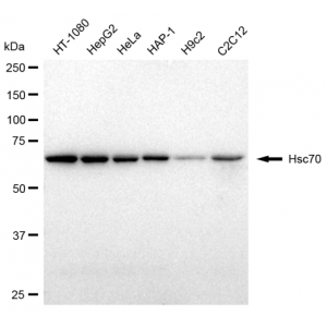 KD-Validated Hsc70 Rabbit mAb (20 μl)