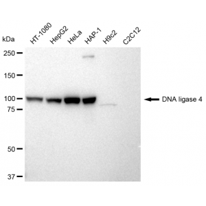 KD-Validated LIG4 Rabbit mAb (20 μl)
