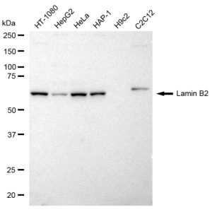KD-Validated LMNB2 Rabbit mAb (20 μl)
