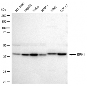 KD-Validated ERK1 Rabbit mAb (20 μl)
