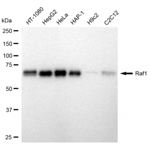 KD-Validated Raf1 Rabbit mAb (20 μl)