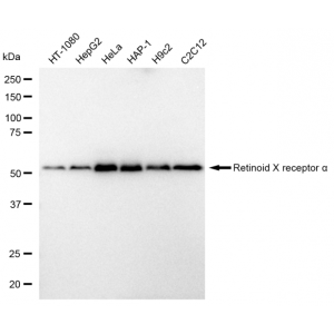KD-Validated RXRA Rabbit mAb (20 μl)