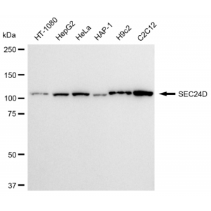 KD-Validated SEC24D Rabbit mAb (20 μl)