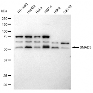 KD-Validated SMAD5 Rabbit mAb (20 μl)