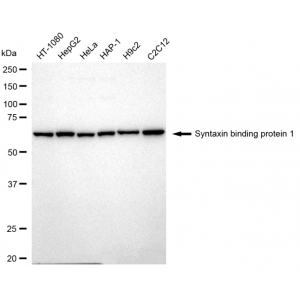 KD-Validated STXBP1 Rabbit mAb (20 μl)