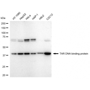 KD-Validated TARDBP Rabbit mAb (20 μl)
