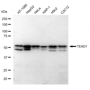 KD-Validated TEAD1 Rabbit mAb (20 μl)