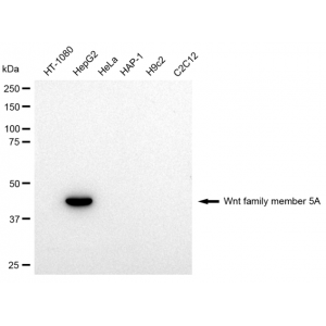 KD-Validated WNT5A Rabbit mAb (20 μl)