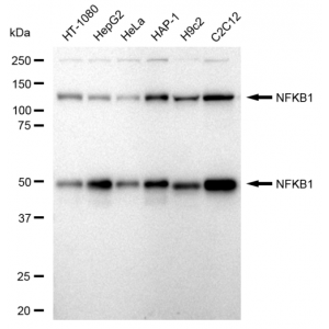 KD-Validated NFKB1 Rabbit mAb (20 μl)