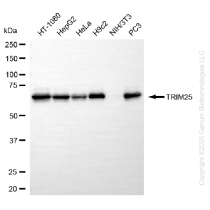 KD-Validated TRIM25 Rabbit mAb (20 μl)