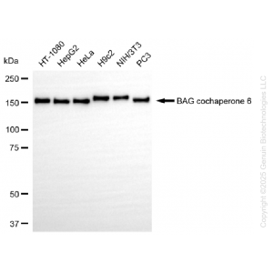 KD-Validated BAG6 Rabbit mAb (20 μl)