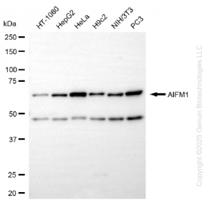 KD-Validated AIFM1 Rabbit mAb (20 μl)