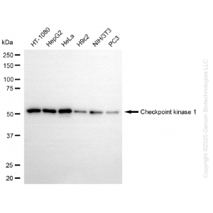 KD-Validated CHEK1 Rabbit mAb (20 μl)