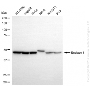 KD-Validated ENO1 Rabbit mAb (20 μl)