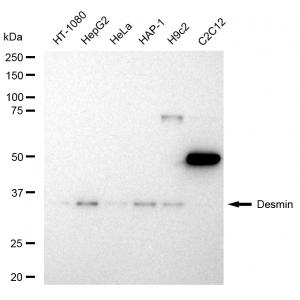 KD-Validated DES Rabbit mAb (20 μl)