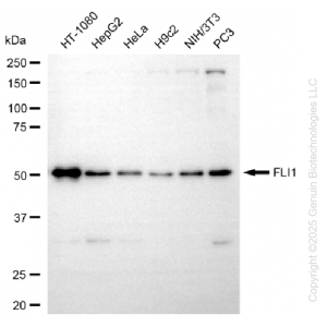 KD-Validated FLI1 Rabbit mAb (20 μl)