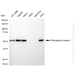 KD-Validated CHEK1 Rabbit mAb (20 μl)