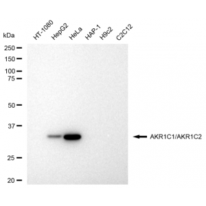 KD-Validated AKR1C1/2 Rabbit mAb (20 μl)