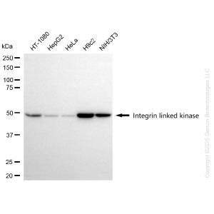 KD-Validated ILK Rabbit mAb (20 μl)