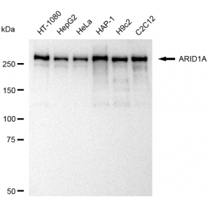 KD-Validated ARID1A Rabbit mAb (20 μl)