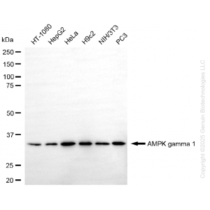 KD-Validated PRKAG1 Rabbit mAb (20 μl)