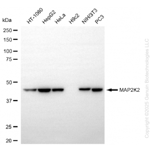 KD-Validated MAP2K2 Rabbit mAb (20 μl)
