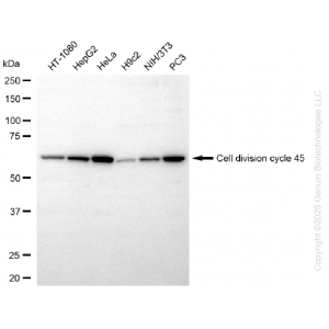 KD-Validated CDC45 Rabbit mAb (20 μl)