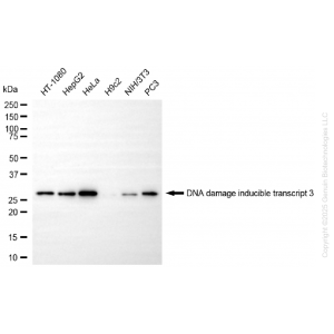 KD-Validated DDIT3 Rabbit mAb (20 μl)