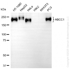 KD-Validated ABCC1 Rabbit mAb (20 μl)