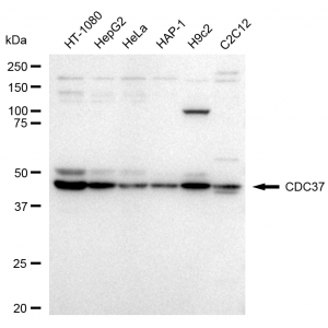 KD-Validated CDC37 Rabbit mAb (20 μl)