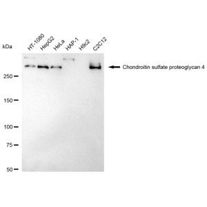 KD-Validated CSPG4 Rabbit mAb (20 μl)