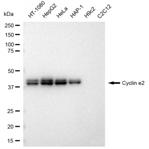 KD-Validated CCNE2 Rabbit mAb (20 μl)