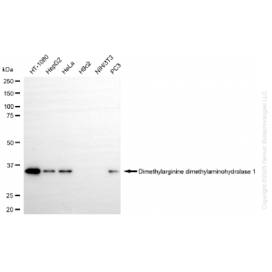 KD-Validated DDAH1 Rabbit mAb (20 μl)