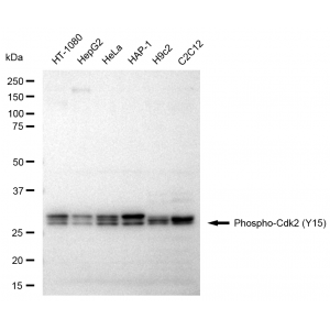 KD-Validated Phospho-Cdk2 (Y15) Rabbit mAb (20 μl)