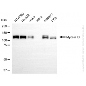 KD-Validated MYO1B Rabbit mAb (20 μl)