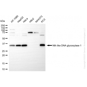 KD-Validated NTHL1 Rabbit mAb (20 μl)